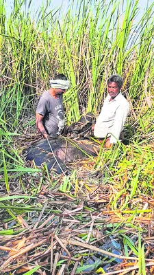 విద్యుదాఘాతంతో పాడి గేదె మృతి