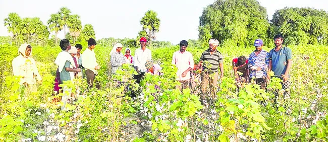 పత్తికి విపత్తు