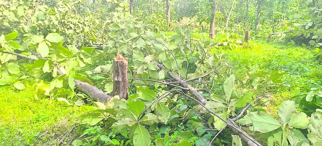 పోడు వేటు!