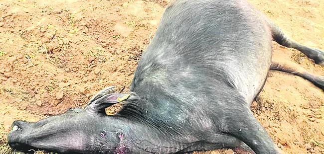 పెద్దపులి దాడిలో గేదె మృతి  