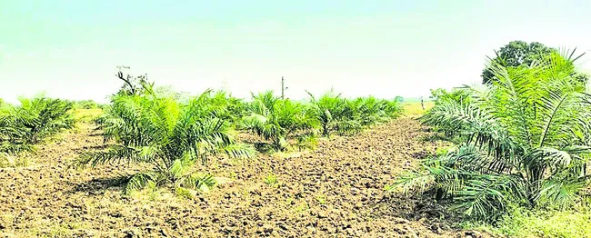 ఆయిల్‌పామ్‌కు ‘సహకారం’