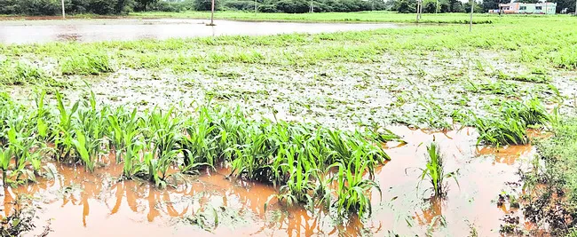 అసలు పంటల నష్టం ఇదీ... 
