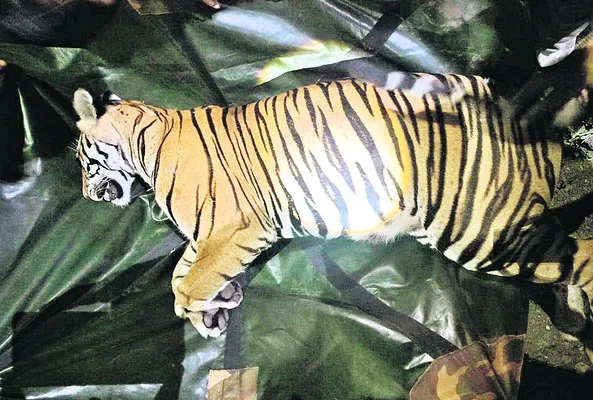 ఆపరేషన్‌ టైగర్‌ సంపూర్ణం 