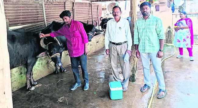 పశువులకు ‘గాలికుంటు’ టీకాలు వేయించండి