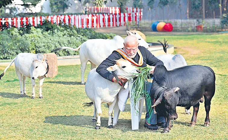 Sagubadi: Animal husbandry for short cows includes breeds, Sakshi Special Story 