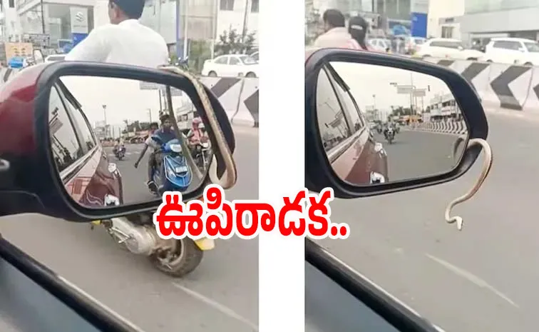 Snake Slithers Out Of Car Side Mirror In Tamil Nadu