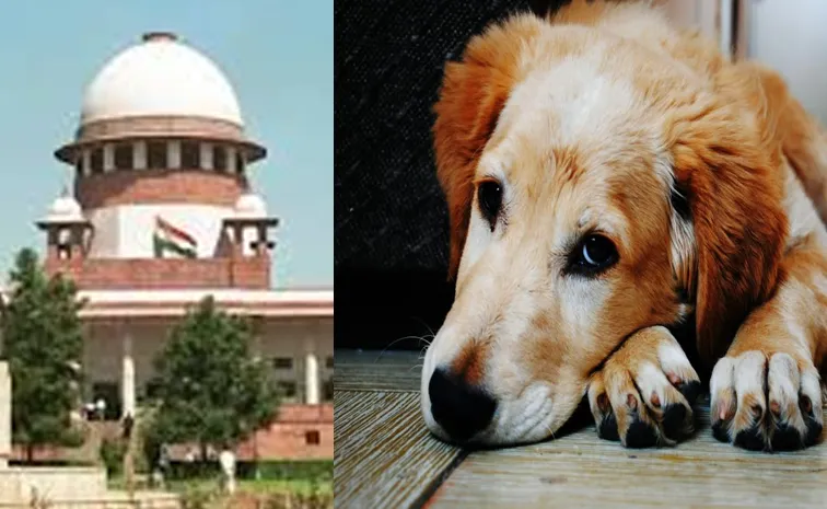 SC  order on stray dogs check these details