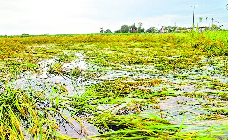 Agriculture Department final report to the state government on crop damage caused by Cyclone Montha
