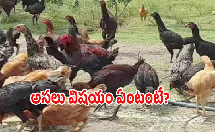 Hanmakonda: Mystery Solved In Chickens Case