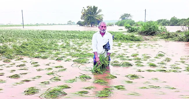 పంట కుళ్లిపోయినా  పట్టించుకోలేదు 
