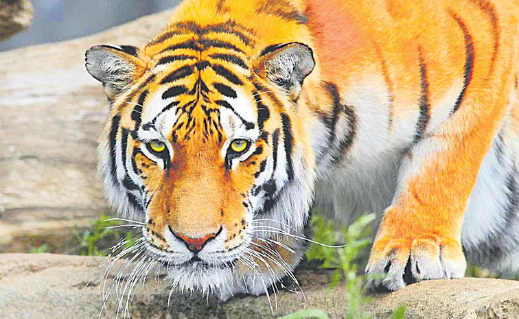 Tiger roaming around Veldurthi mandal of Palnadu district
