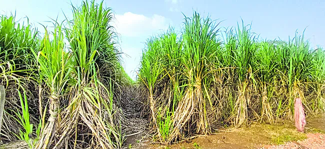 చెరుకు ఇక్కడ చేదే..!