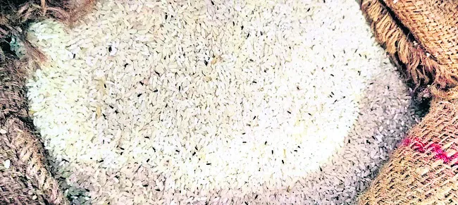 పురుగుల బియ్యంతో విద్యార్థులకు భోజనం 