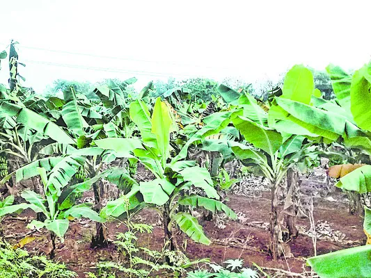 అరటి.. ఇదేమిటి..?