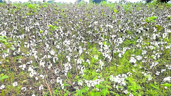 ఓ కూలీ.. ఇటు రా..!