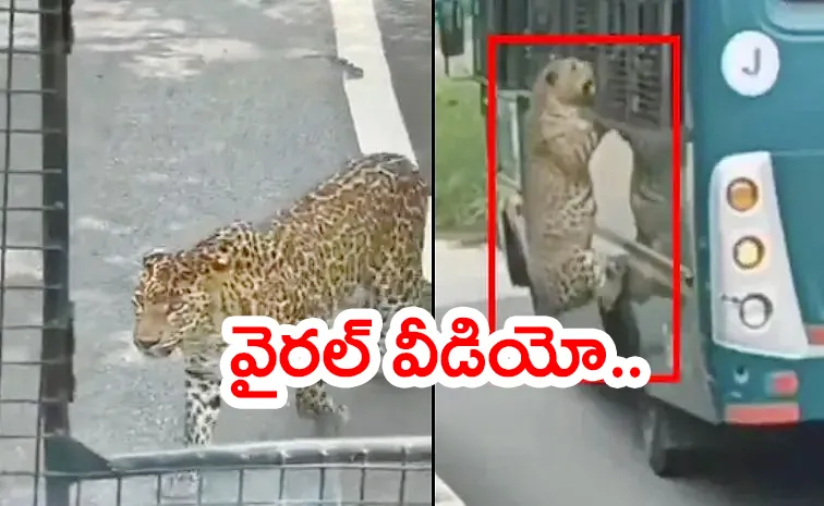 Bannerghatta park Woman injured as leopard paws through safari bus