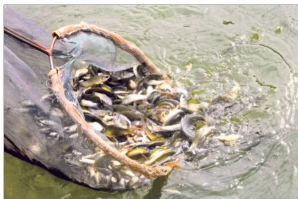 చేప పిల్లల పంపిణీకి మోక్షం