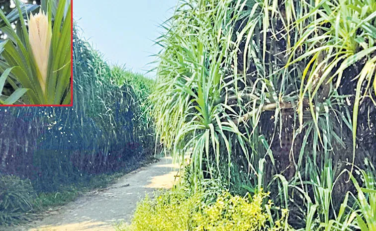 మొగలి పూలు.. రైతుకు సిరులు!