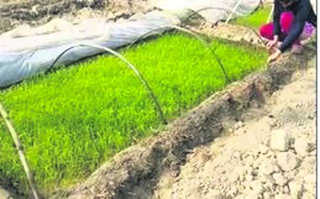 వరి నారుమడిలో యాజమాన్యం 