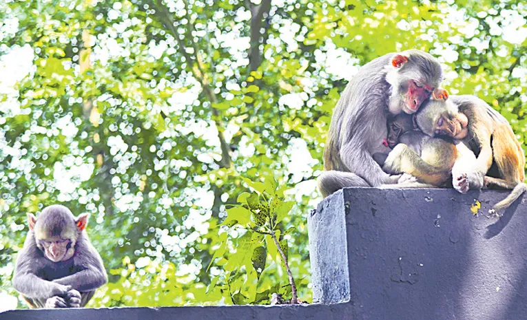 ఏం కష్టమొచ్చిందో!