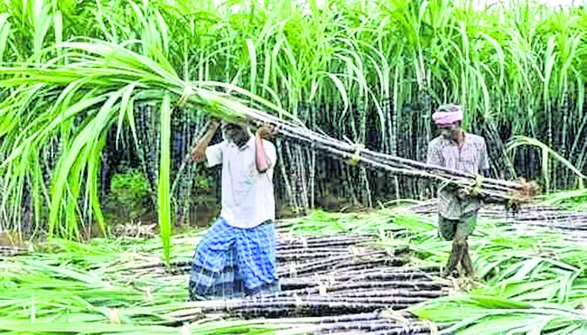 చెరకు రైతు విలవిల 