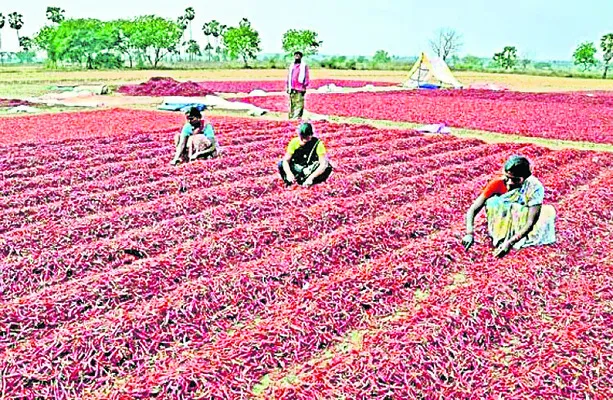 మిర్చి రైతుకు కాస్త ఊరట