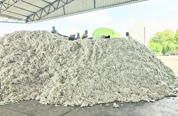 పత్తి సేకరణకు బ్రేక్‌!