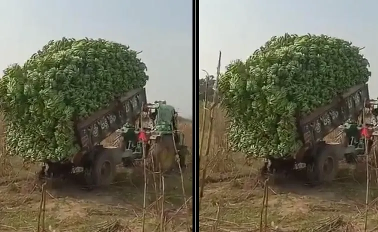 అనంతపురం జిల్లాలో అరటి రైతుల ఆక్రందన