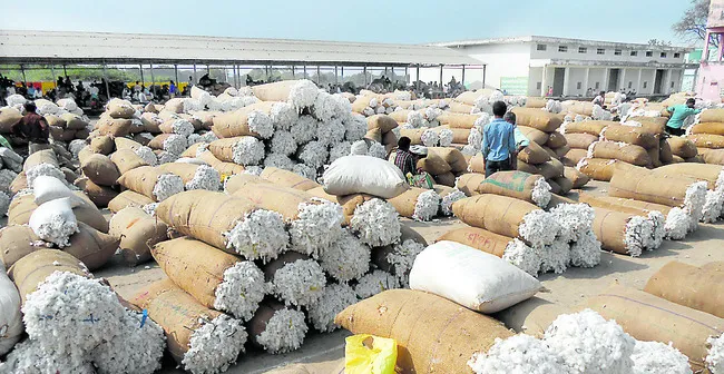 పత్తి విక్రయాలపై సందిగ్ధం