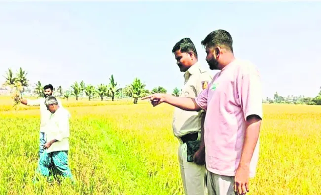 కోత కోసిన వరి పైరు చోరీ 