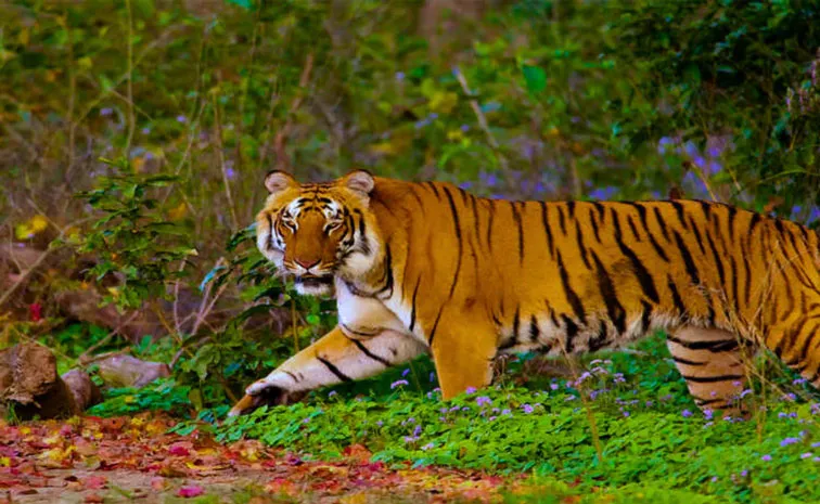 Supreme Court issues norms to conserve tigers and regulate reserves 