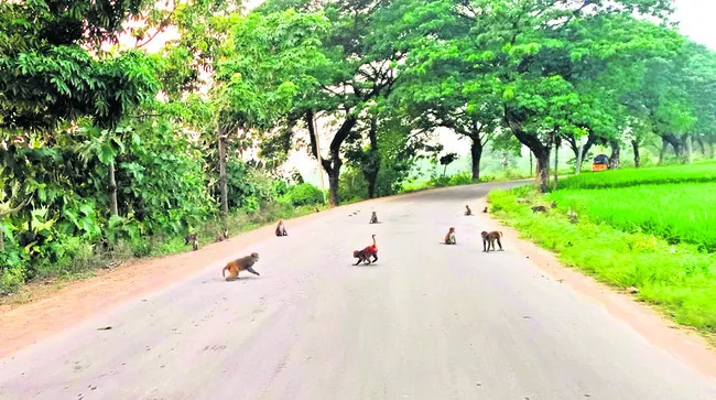 కోతుల గుంపుతో గుబులు!
