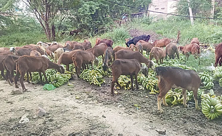 Banana Farmers Fires On Chandrababu Naidu Government