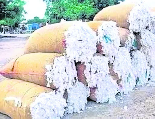 పత్తి సేకరణ!