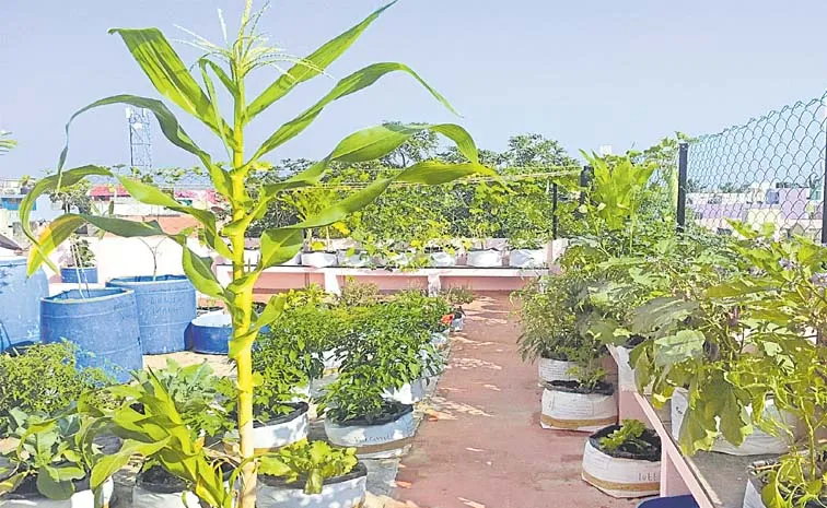 Top Roof Gardening Culture Trend in Hyderabad