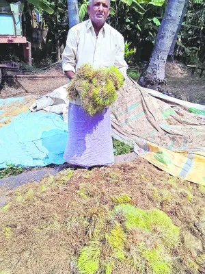 మొలకలు వచ్చినా  పట్టించుకున్నవారే లేరు 
