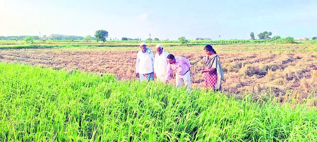 62వేల ఎకరాల్లో పంట నష్టం