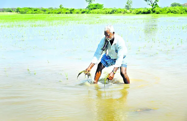 పైరు పోయింది.. కన్నీరు మిగిలింది