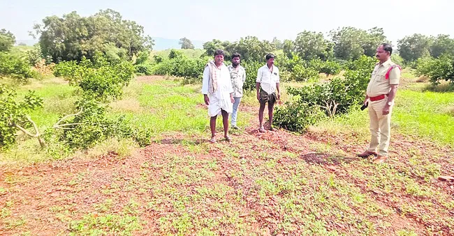 చీనీ చెట్ల నరికివేత