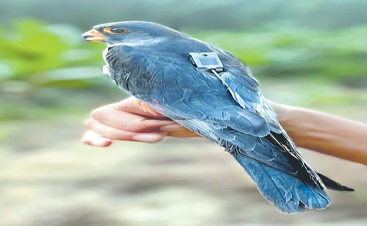 3 Indian Amur Falcons Begin 5000 km Journey to Africa