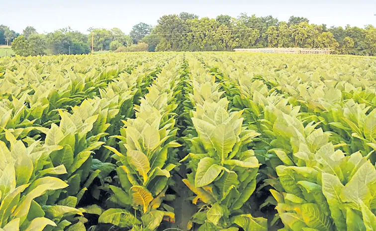 Virginia tobacco planting is in progress 