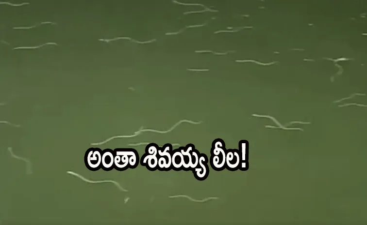 Snakes in krishna river at nagayalanka  temple devotees shocks Karthika masam