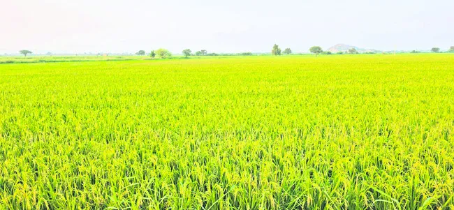 చి‘వరి’ దశలో ‘కీటక’ దాడి 