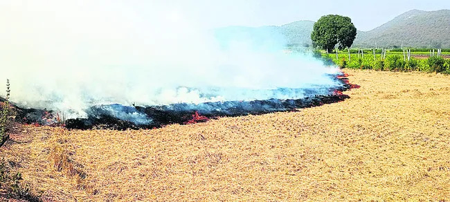 వరికొయ్యలను ఎందుకు కాల్చుతున్నారు..?