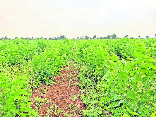 పంట భూములపై పగ! 
