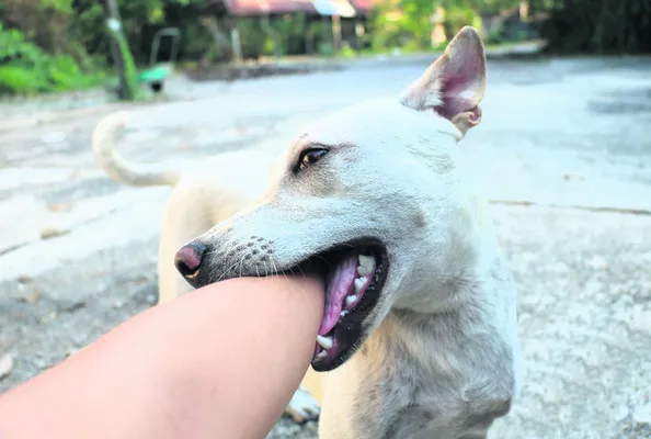 కుక్క కరిస్తే రూ.5 వేలు,  మరణిస్తే రూ.5 లక్షలు   