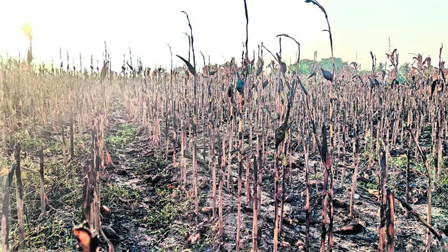 మొక్కజొన్న పంట దగ్ధం 