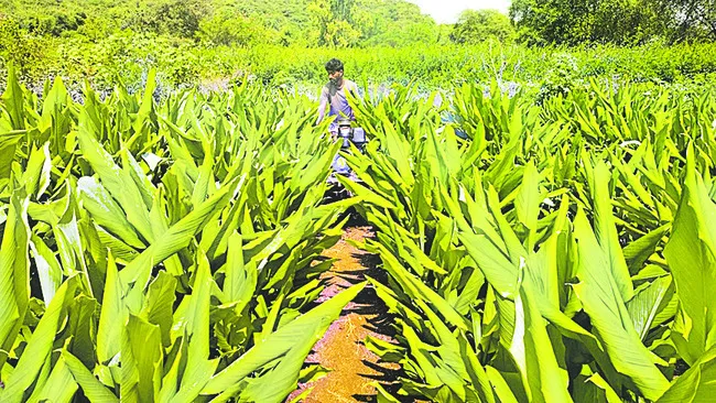 పసుపులో మట్టి ఎగవేత కీలకం 