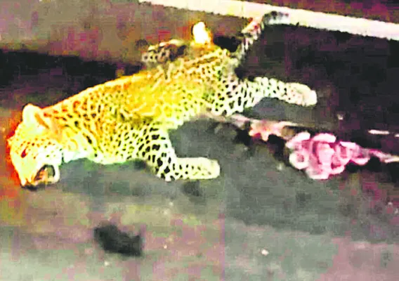 అడుగడుగునా ఉచ్చులు.. ఉసురు తీసే ప్రమాదాలు! 