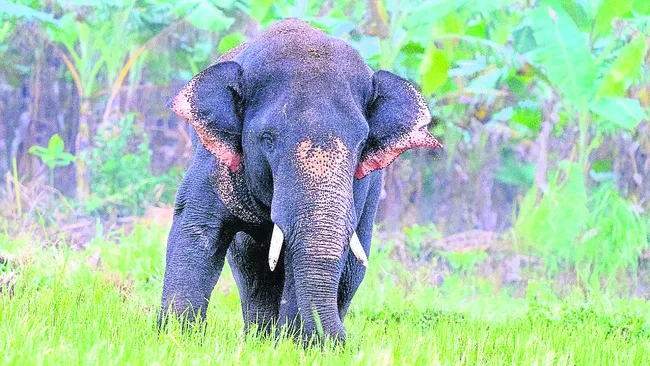 కనిపించని హరి.. 